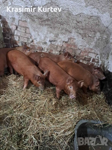 Малки Прасета Дюрок