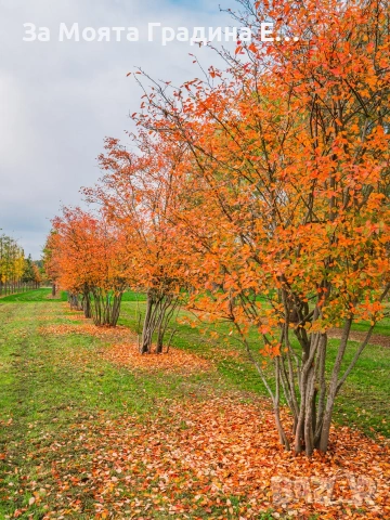 Амеланхиер - Amelanchier , снимка 5 - Градински цветя и растения - 53743952