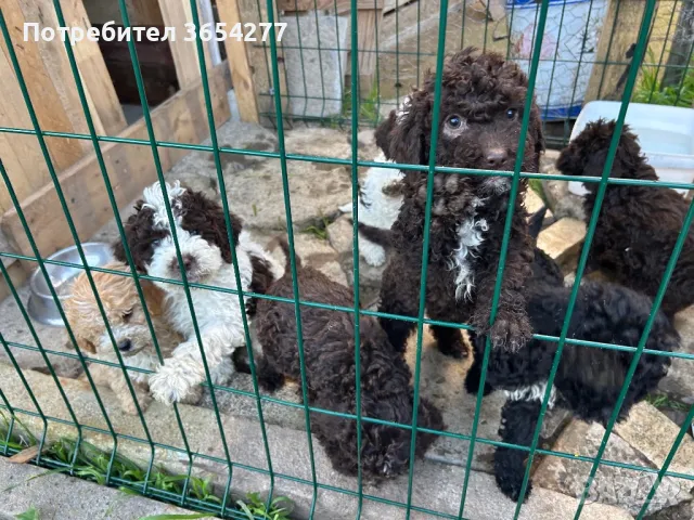 Бебета Лагото чистокръвни, снимка 9 - Други - 49101088