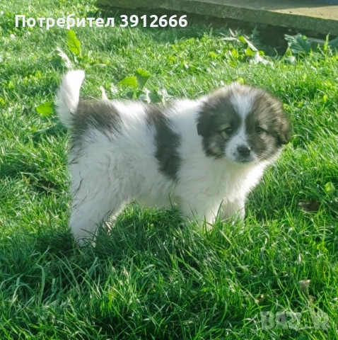 Продавам чистокръвни каракачанаски овчарки 