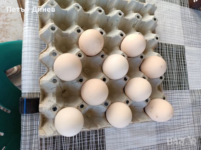 Яйца от Индийски пауни за люпене , снимка 1 - други­ - 46018768