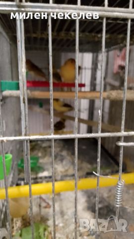 канарчета, снимка 3 - Канари - 45591901