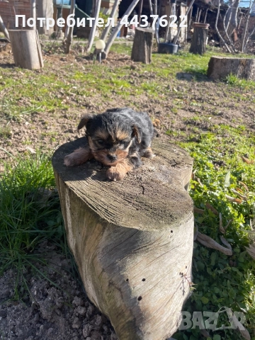 Йоркширски териери , снимка 2 - Йоркширски териер - 52965184