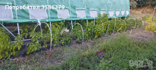 продавам 3 оранжерии 80 кв.м., снимка 9 - Оранжерии - 51869001