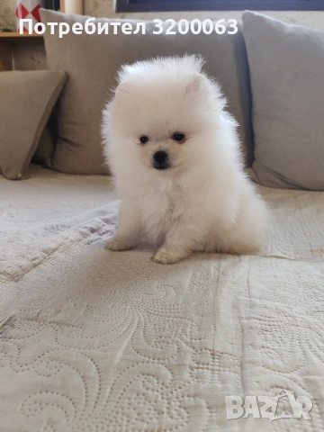 Померан мини мъжко , снимка 8 - Померан - 53986008