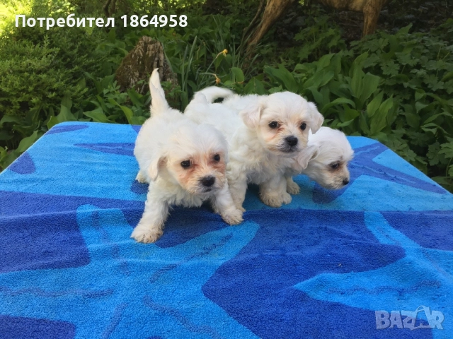 СУПЕР МИНИ МАЛТИЙСКА БОЛОНКА Доставка, снимка 6 - Болонка - 52091591