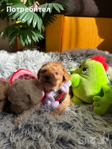 Той пудели , снимка 2 - Пудели - 53763852