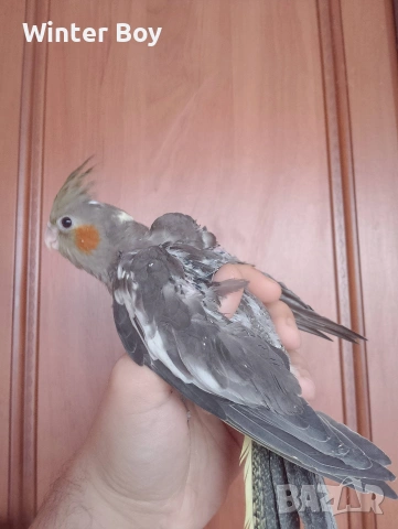 Бебе 3 папагал мъжки корела корели , снимка 7 - Папагали - 53439052