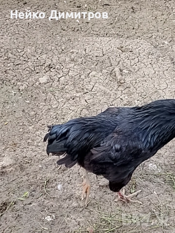 Петли патици гъски , снимка 5 - Патици и гъски - 54212161