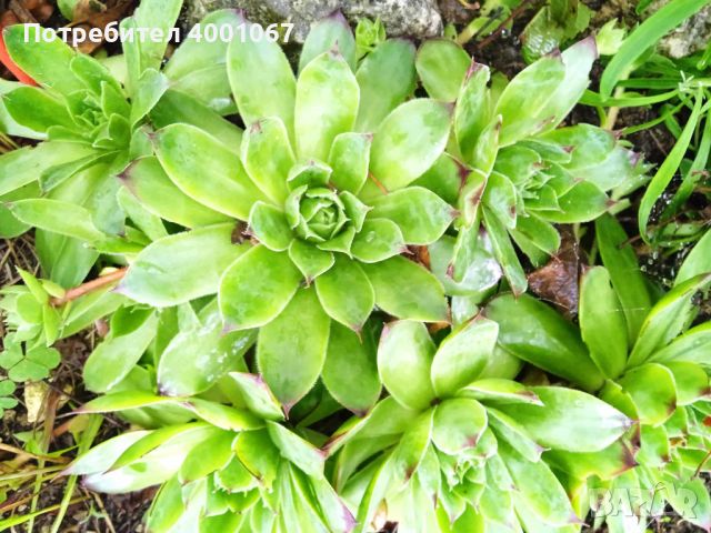 растение за градина , снимка 2 - Градински цветя и растения - 46204878