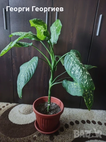 Голяма Дифенбахия