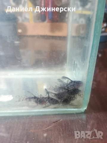 сом Коридорас (тигрово сомче), снимка 3 - Рибки - 53299050