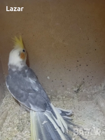 Продавам малки корелки, снимка 3 - Папагали - 52250696
