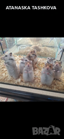 Хамстери, снимка 3 - Хамстери - 53587909