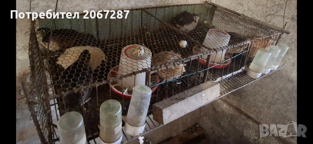 клетка за пътпъдъци