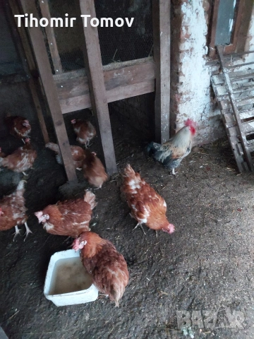 Продавам кокошки носачки петли пуйки пуяци неми патици , снимка 2 - Кокошки и пуйки - 53213115