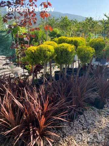Палми юка червенолистна , снимка 2 - Градински цветя и растения - 50599172