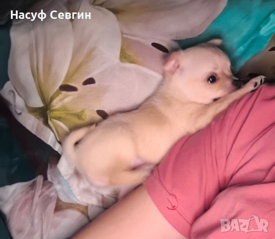 Чихуахуа на 2 месеца мъжко. Остана 1, снимка 2 - Чихуахуа - 53280878