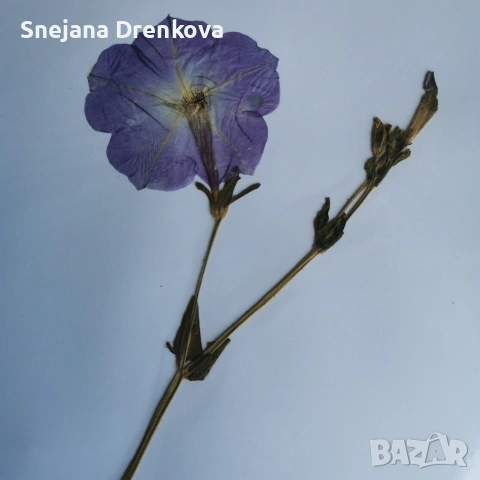 Систематичен хербарий, снимка 4 - Ученически пособия, канцеларски материали - 53034232