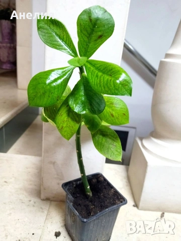 Рядко растение- Африкански млечен храст EUPHORBIA GRANTII RUBRA, снимка 7 - Стайни растения - 54219970