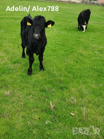 Продавам мъжки телета на 7 месеца, снимка 2 - Крави - 52439080