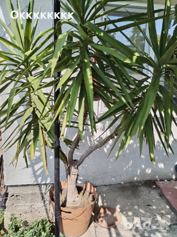 Палма, цвете, Юка, снимка 4 - Градински цветя и растения - 51702487