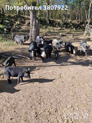 свободни прасета, снимка 2 - Прасета - 52474724