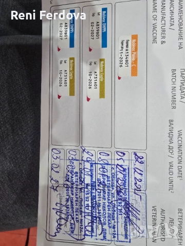 Чихуахуа момиче, снимка 3 - Чихуахуа - 53631779