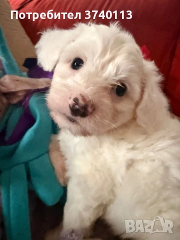 Китайско качулато куче (голо), снимка 9 - Други - 52849634