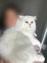 Бял персийски котарак за разплод, снимка 8
