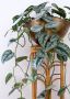 Сциндапсус Екзотика, Scindapsus Exotica, стайно растение, лиана, снимка 3