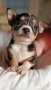 Чихуахуа , снимка 6