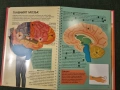 Човешкото тяло - първи знания, снимка 3