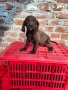 Продавам кученца , снимка 8