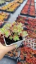 Седум Триколор, Sedum Spurium Tricolor, снимка 5