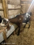 Продавам 2 кози, снимка 1