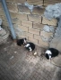 продавам кученца , снимка 2