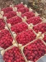 Продавам разсад малини , снимка 3