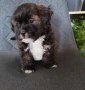 Shih poo/Mini poodle , снимка 4