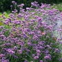 Вербена многогодишна, Verbena Bonariensis Bonnie Blue, снимка 1