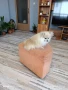 померан момиче , снимка 2