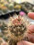 Кактуси Echinocereus Lindsayi, снимка 2