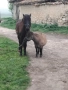 женско пони на 3г ., снимка 5