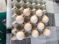 Яйца от Индийски пауни за разплод , снимка 1 - други­ - 46018768