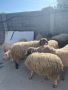 Продавам овце , снимка 1 - Овце - 46017250