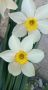 Нарциси, снимка 1 - Градински цветя и растения - 45581322