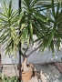Палма, цвете, Юка, снимка 4