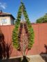 Кипарис с оформление тип листо, снимка 1 - Градински цветя и растения - 45248882