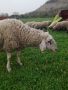 Овца за клане , снимка 1 - Овце - 45235814
