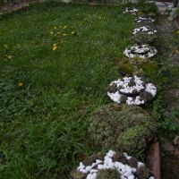 Семпервивум, дебелец, алпийска роза, снимка 2 - Градински цветя и растения - 45158212